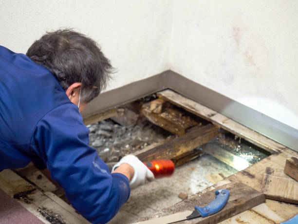 Best Mold Remediation  in Rock Hill, SC