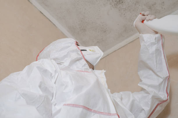 Best Attic Mold Removal  in Rock Hill, SC