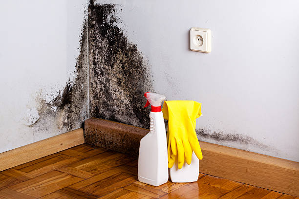 Best Professional Mold Removal  in Rock Hill, SC